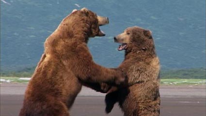 grizzly 4 - 450